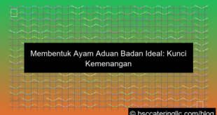 ilustrasi ayam aduan badan ideal
