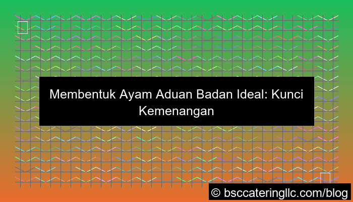 ilustrasi ayam aduan badan ideal