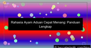 ayam aduan cepat menang