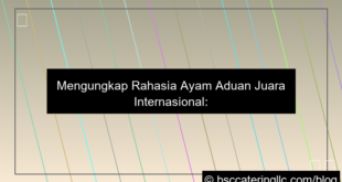 ayam aduan juara internasional