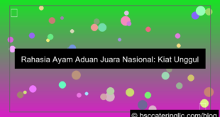 ilustrasi ayam aduan juara nasional