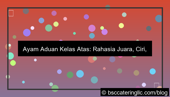 ayam aduan kelas atas