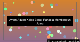 ayam aduan kelas berat