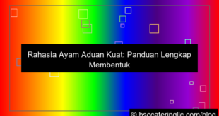 gambar ayam aduan kuat