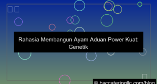 ayam aduan power kuat