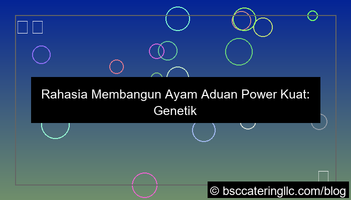 ayam aduan power kuat