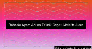 grafik ayam aduan teknik cepat