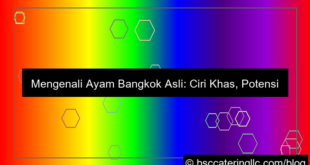 desain ayam bangkok asli