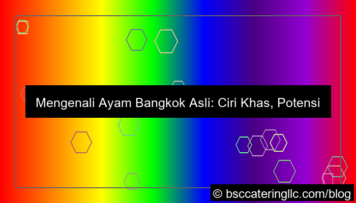 desain ayam bangkok asli