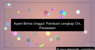 desain ayam birma unggul