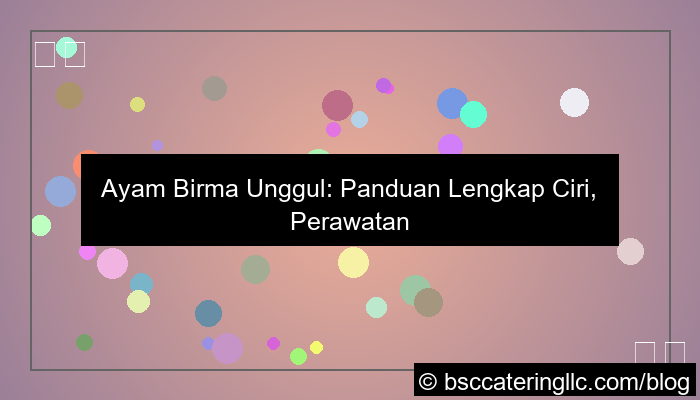 desain ayam birma unggul