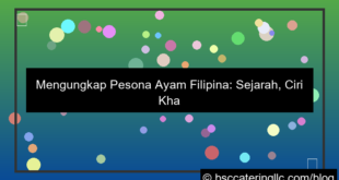 ilustrasi ayam filipina