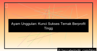 gambar ayam unggulan