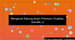 sabung ayam premium