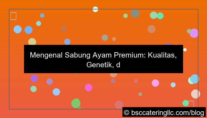 sabung ayam premium